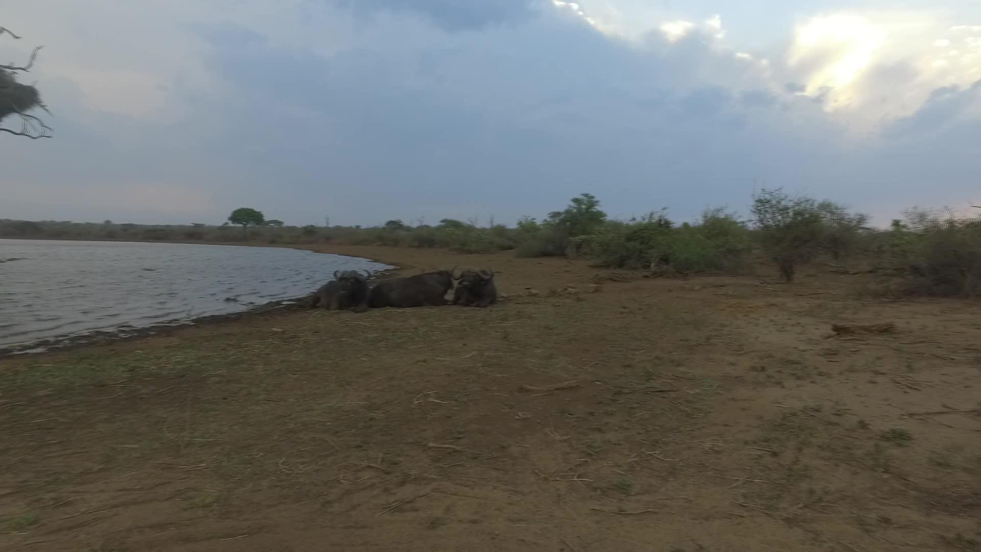 水牛躺在荒野的湖边视频的预览图
