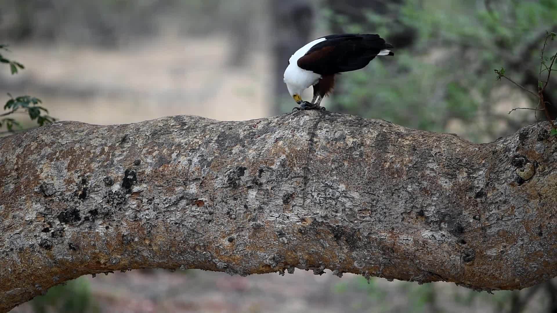 非洲鱼鹰在荒野中用鱼喂养鱼视频的预览图