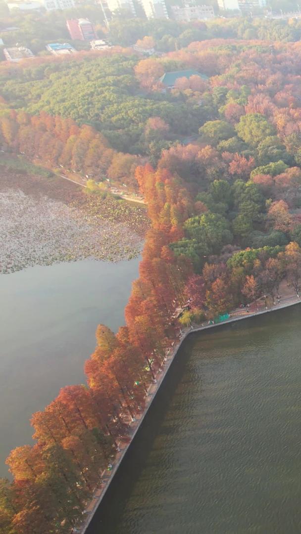 航拍城市公园秋景湖景绿道风景素材视频的预览图