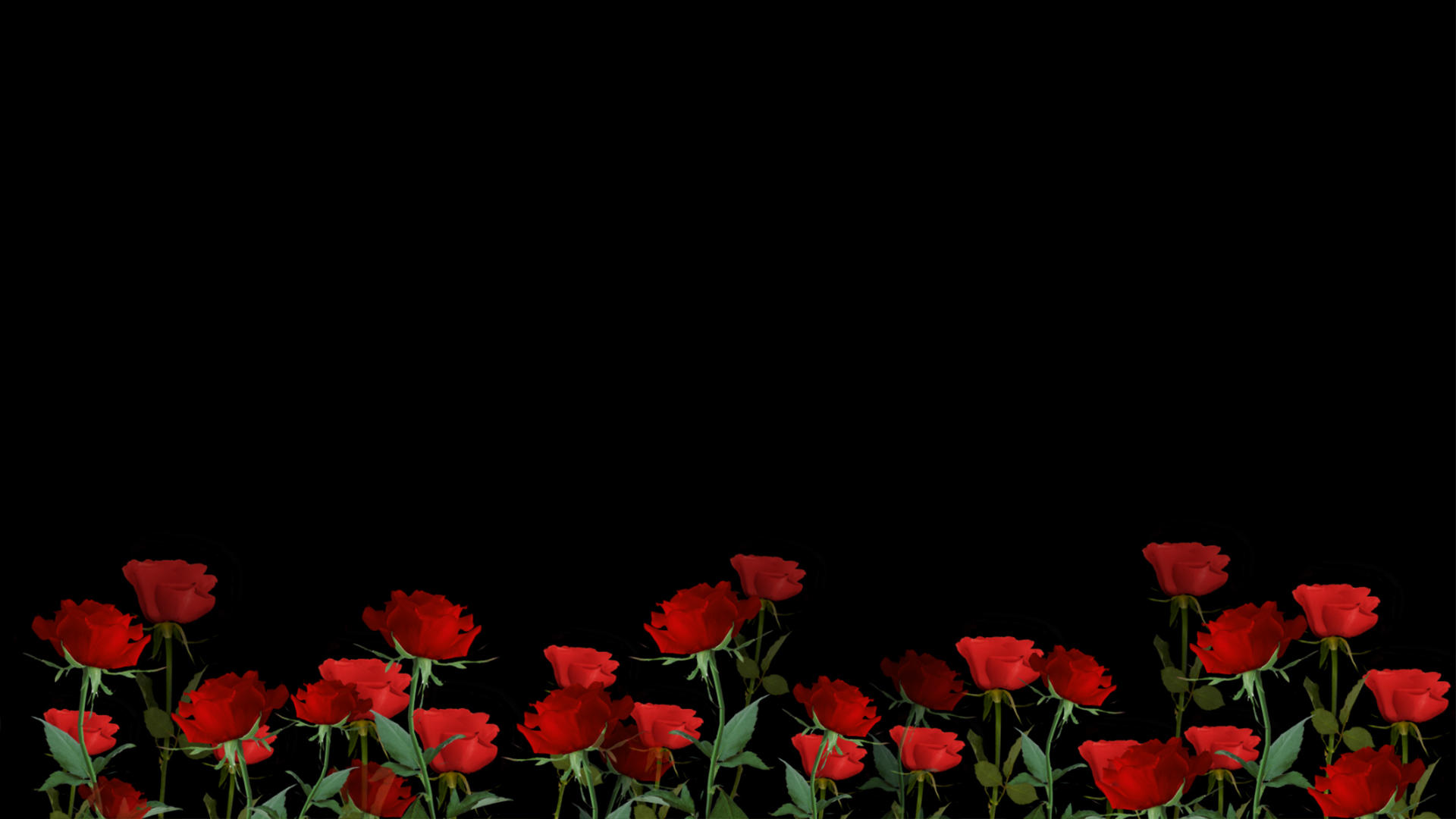 玫瑰花动画元素带透明度通道视频的预览图