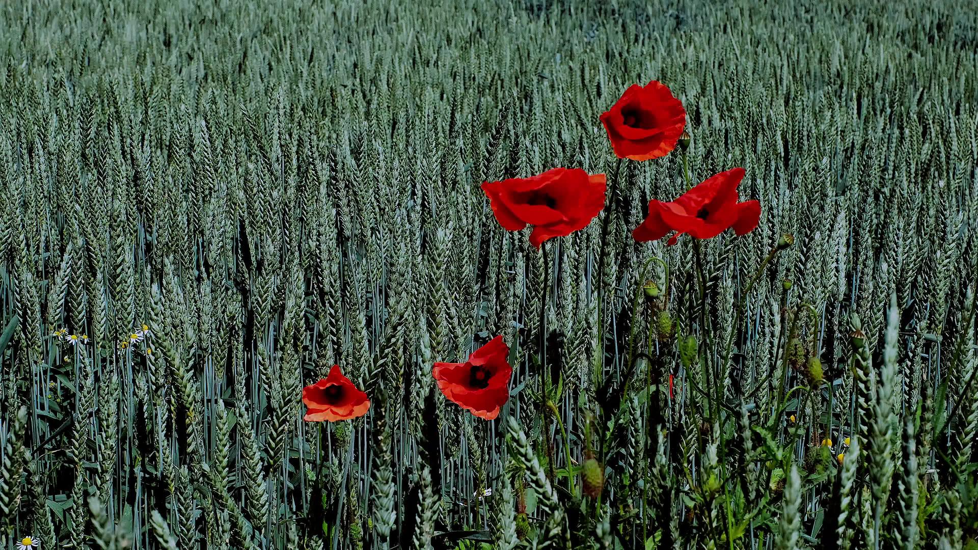 绿褐色黑麦花黑麦耳朵和花朵在风中摇摆视频的预览图