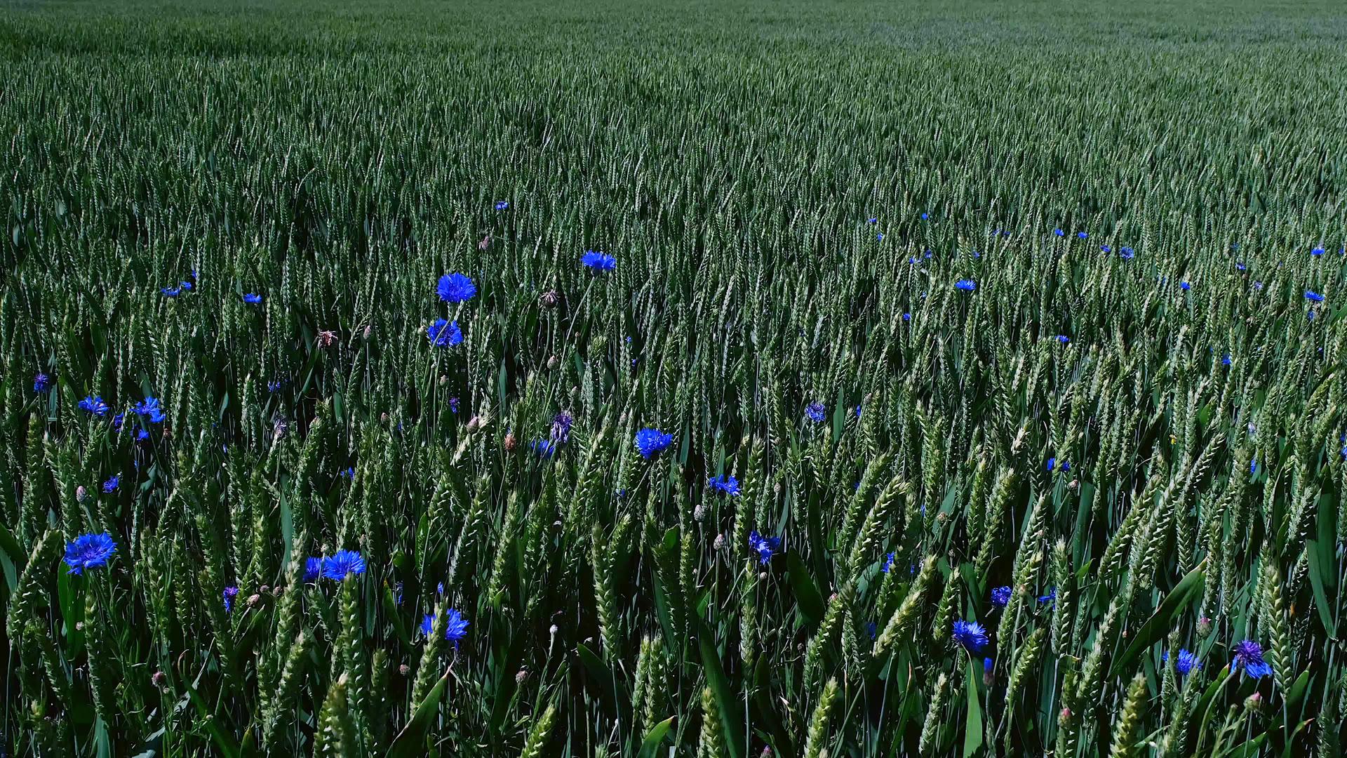 绿色成熟的黑色麦穗和开花的矢车菊在德国费马恩岛视频的预览图