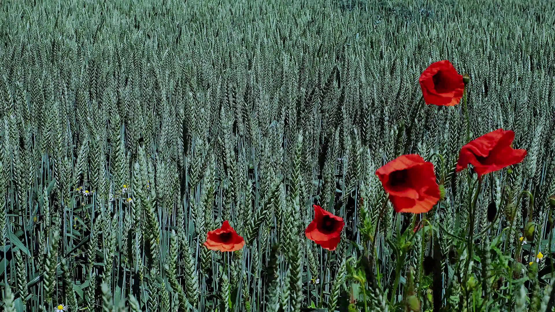 绿褐色黑麦花黑麦耳朵和花朵在风中摇摆视频的预览图