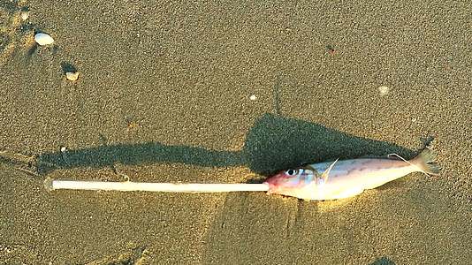 鱼死了嘴里有一根塑料管把废物倒进动物废物里破坏环境的概念视频的预览图