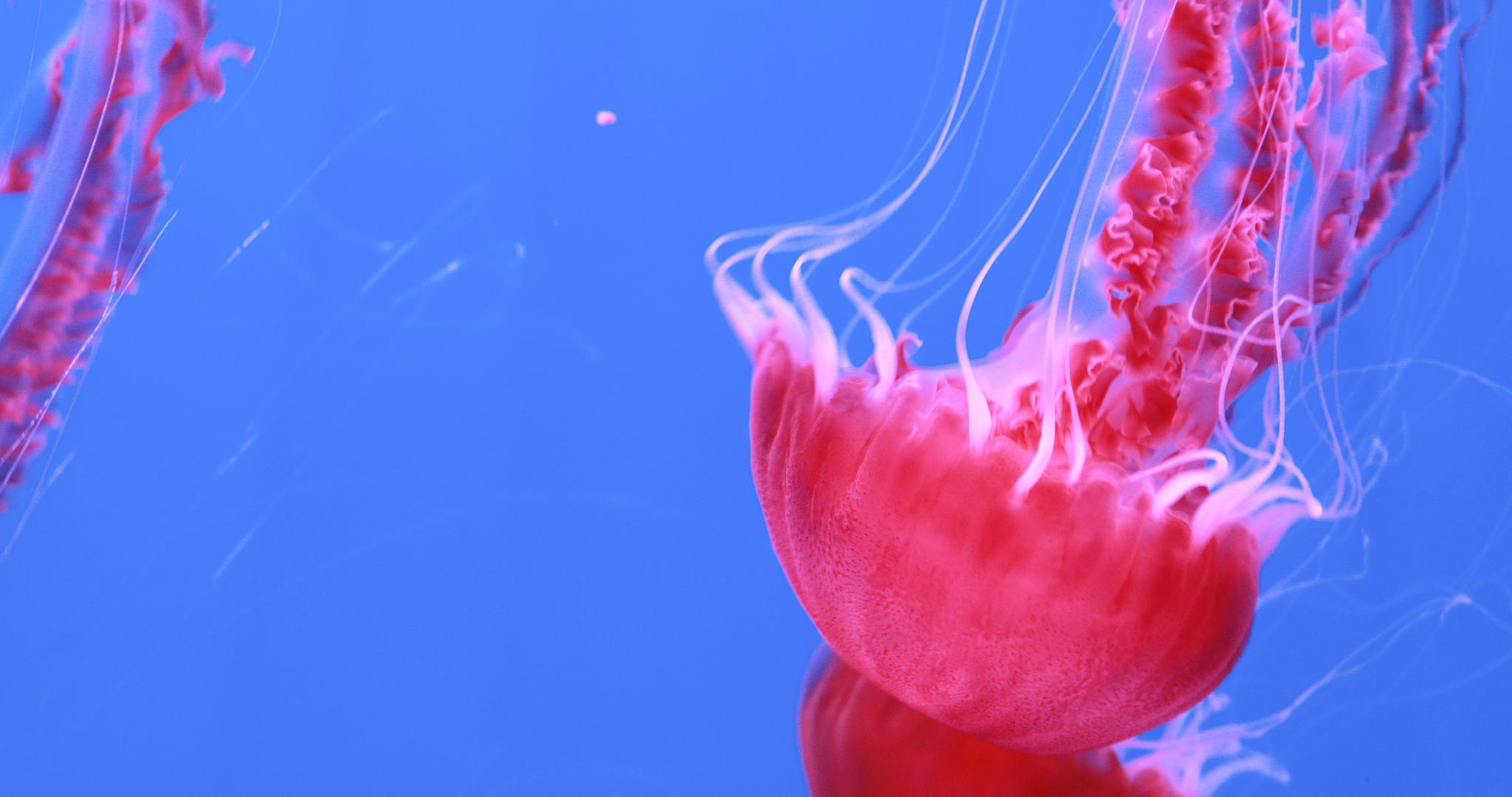 4K多角度拍摄海洋生物水母素材合集视频的预览图