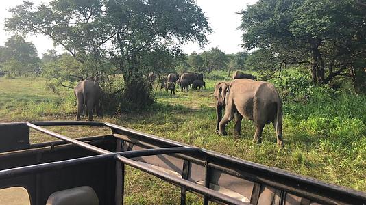 野生大象吃草胡鲁生态公园srilanka视频的预览图
