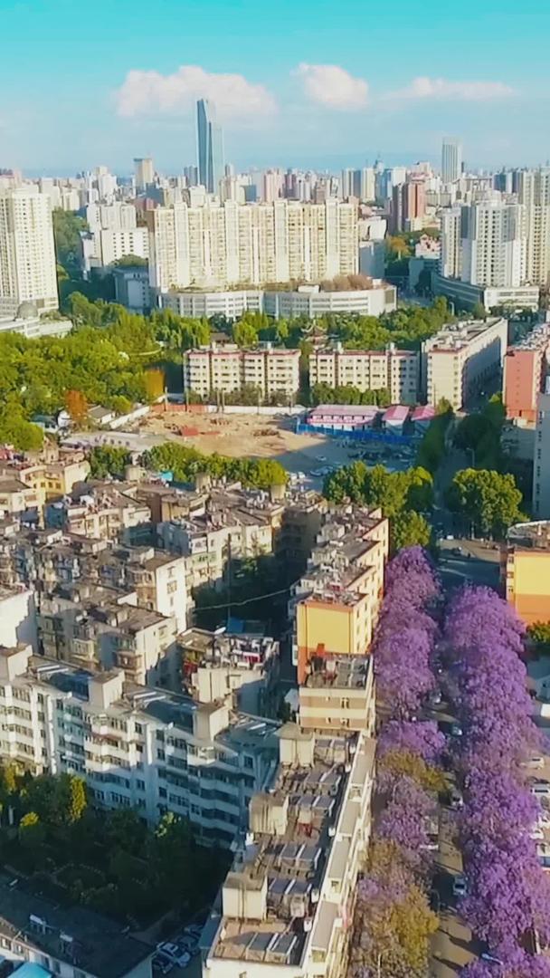 夏季城市花开街景航拍视频的预览图