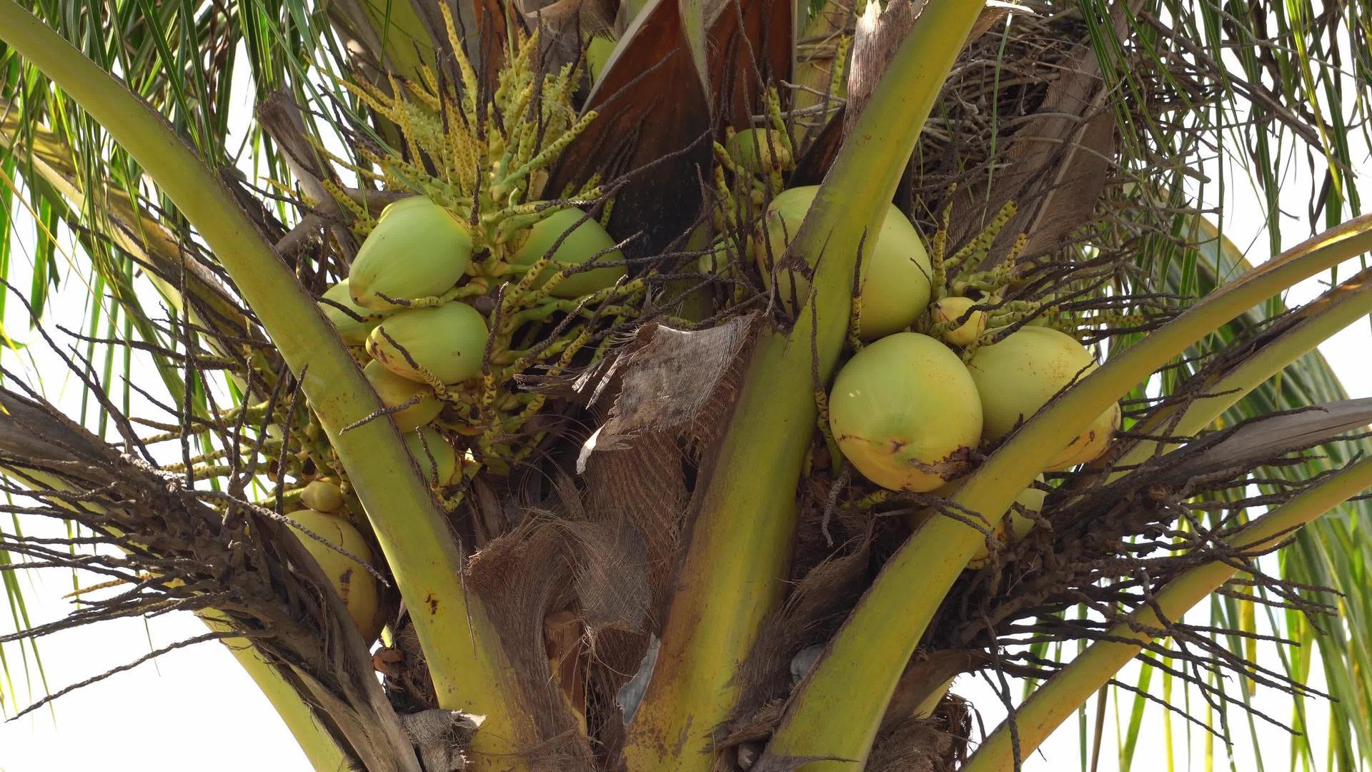 椰子树被孤立的风吹响视频的预览图