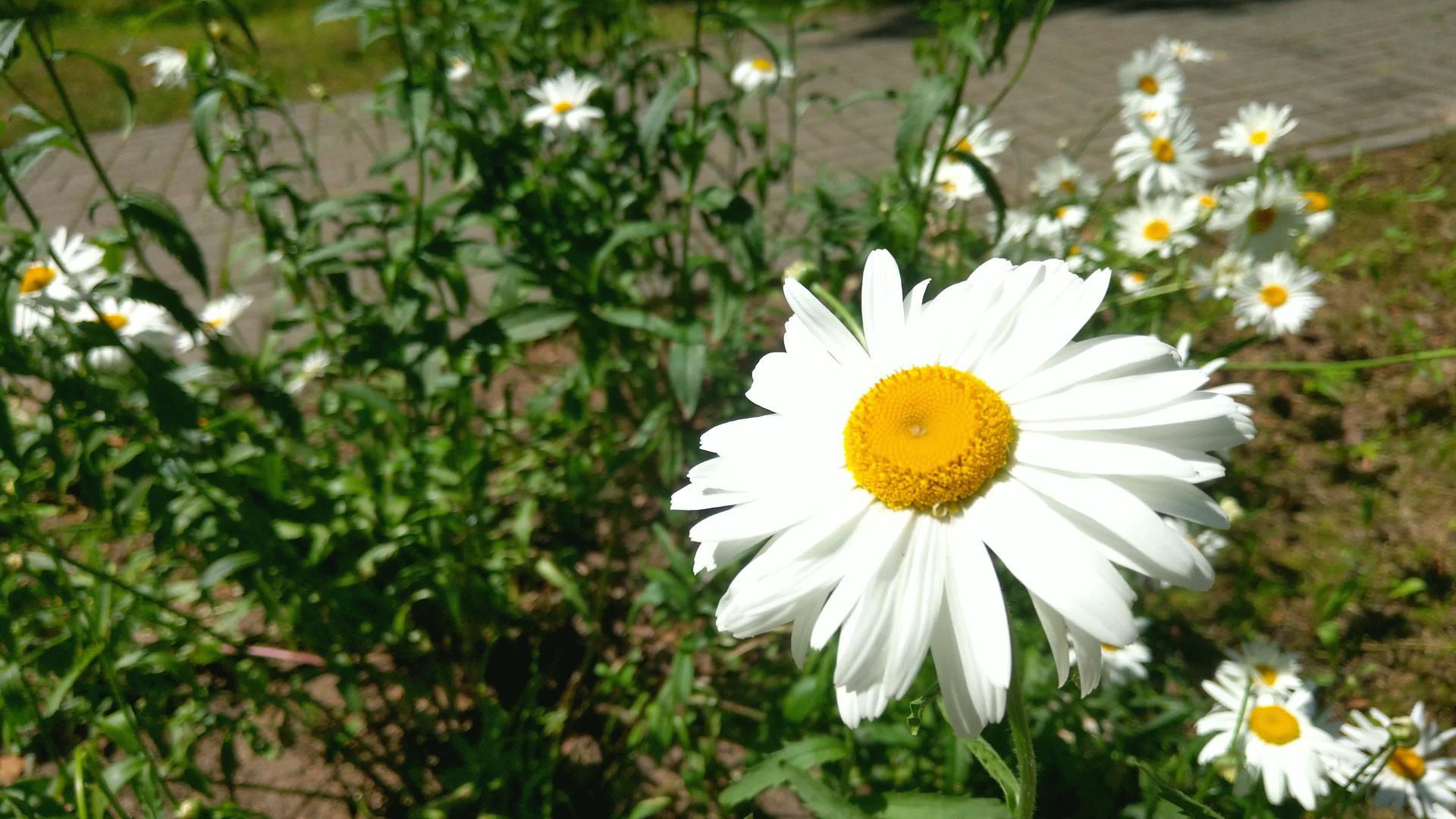 花园里阳光明媚的一天花朵在风中生长视频的预览图