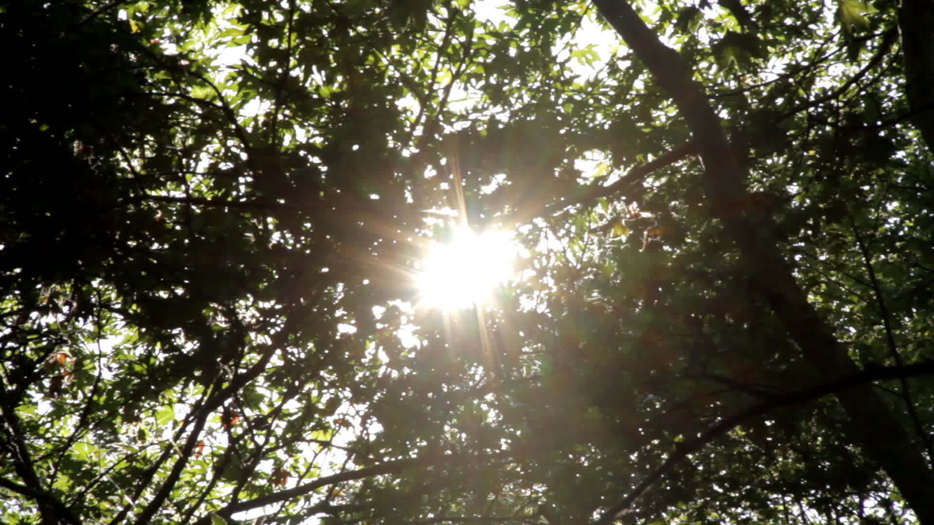 自然太阳光视频的预览图