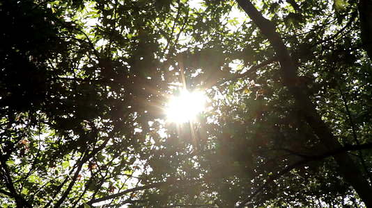 自然太阳光视频的预览图