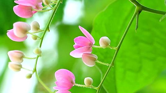 墨西哥的爬行者植物有粉红色的花束花在公园的树上盛开视频的预览图