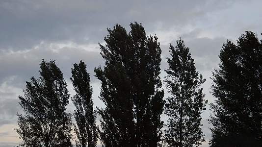 高高的树冠在风中摇动视频的预览图