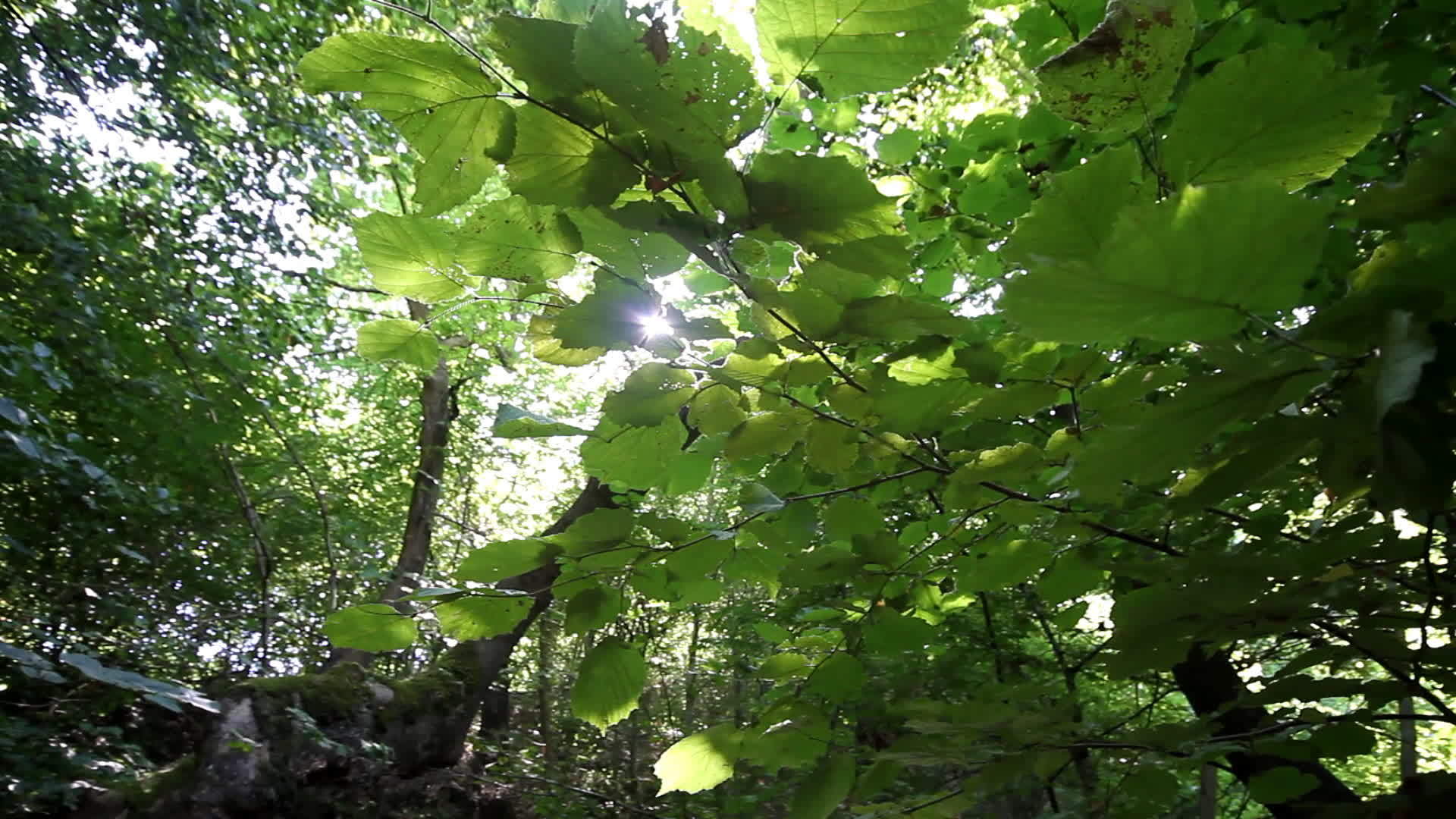 天然绿林视频的预览图