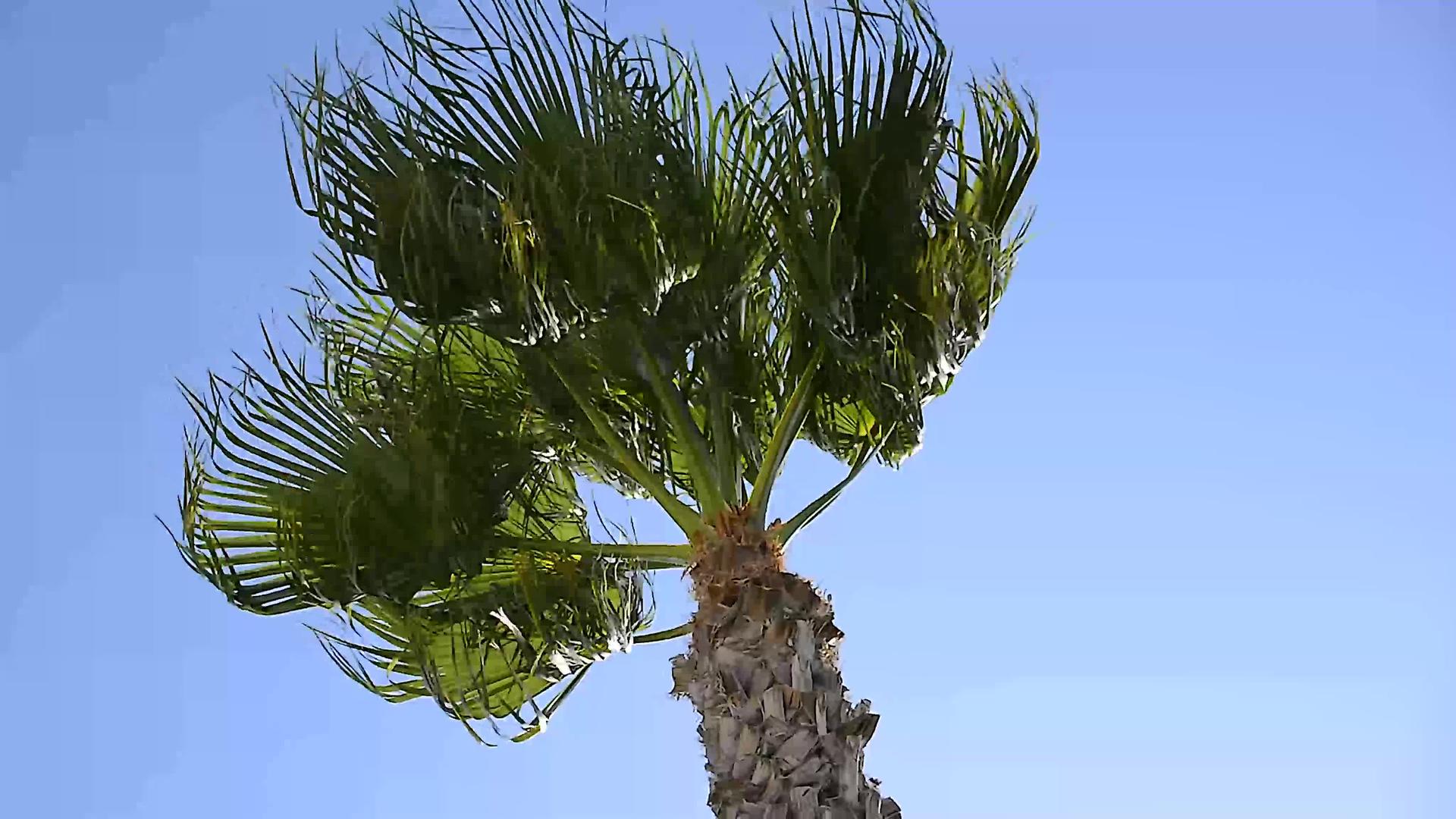 风中飘动的棕榈视频的预览图