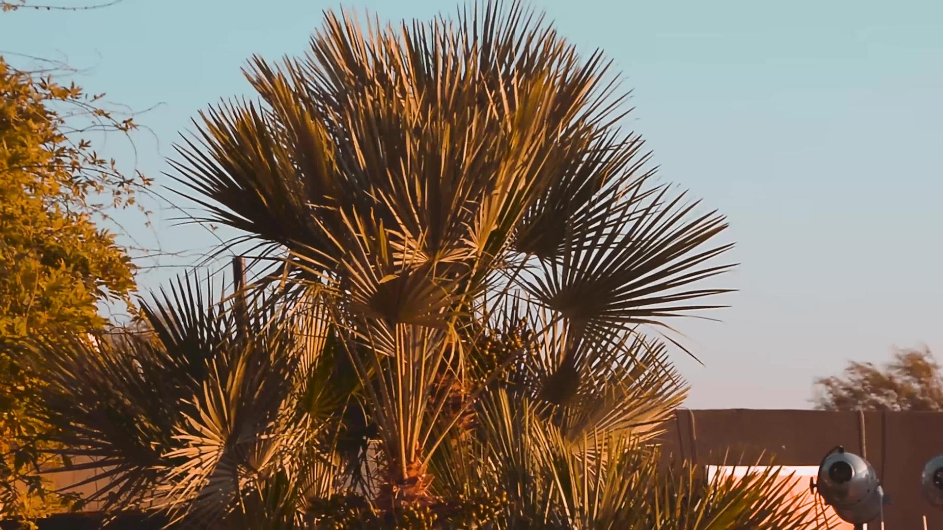 日落时椰枣树视频的预览图
