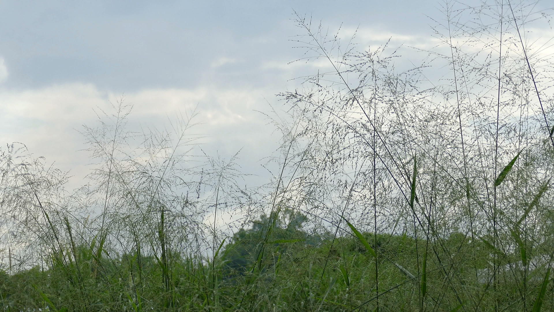 蓝天背景的风吹拂着草原上的绿草视频的预览图