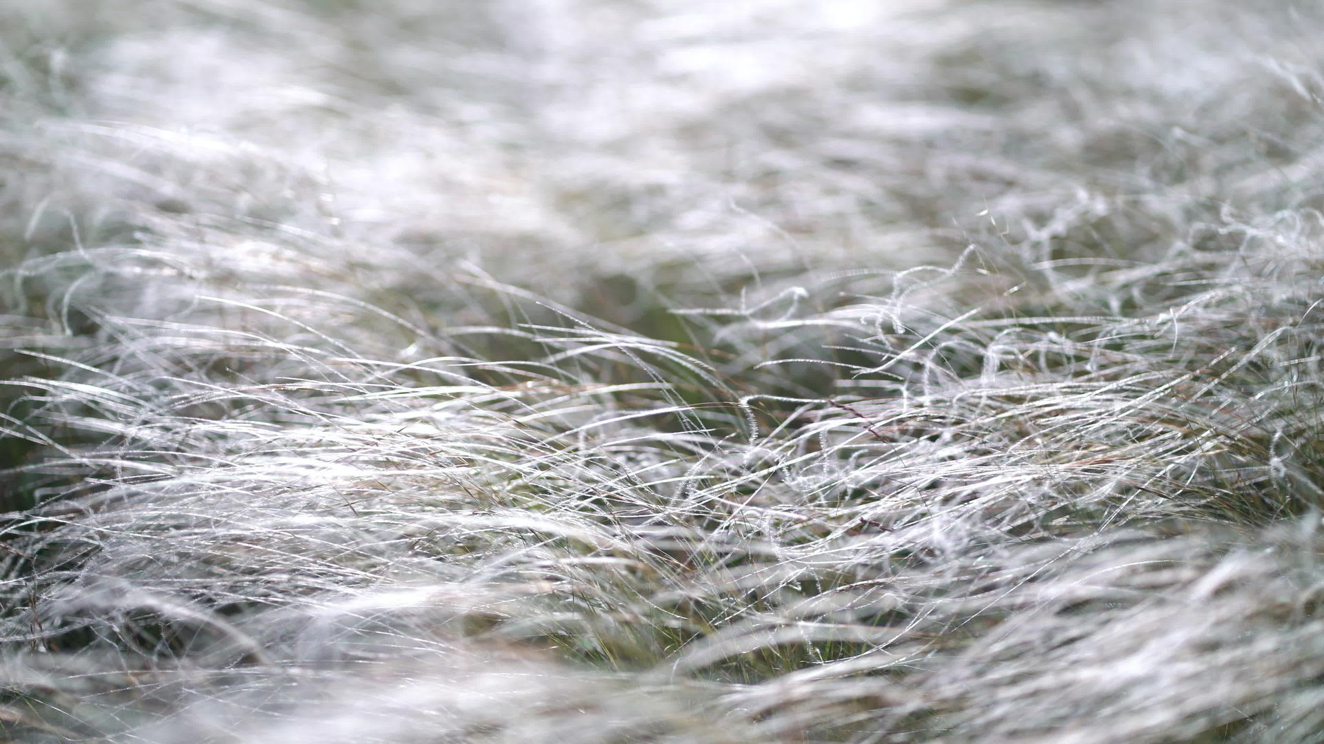 羽毛草在风中生长视频的预览图