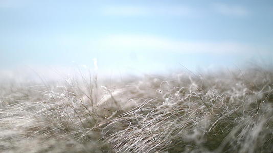 羽毛草在风中生长视频的预览图