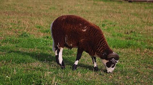 秋天一只黑公羊在草原上咬着草地视频的预览图