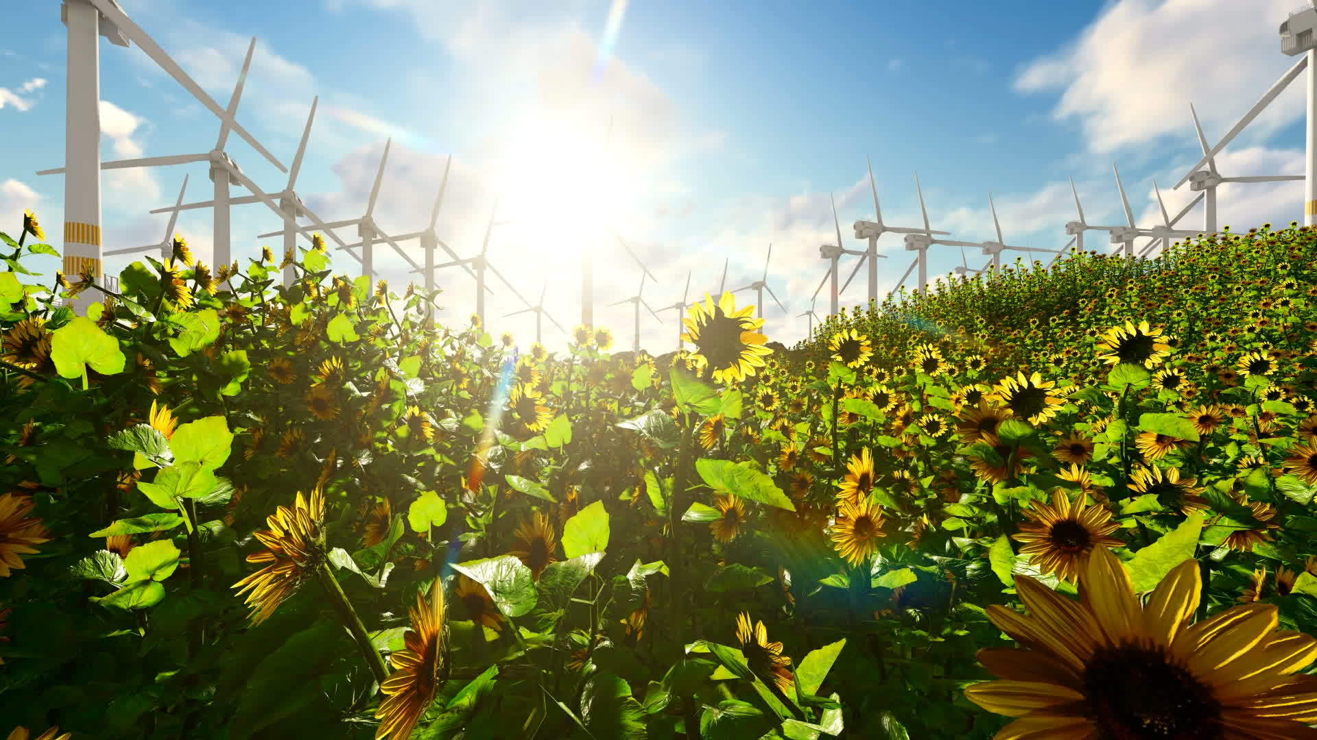 向日葵和风力涡轮机视频的预览图
