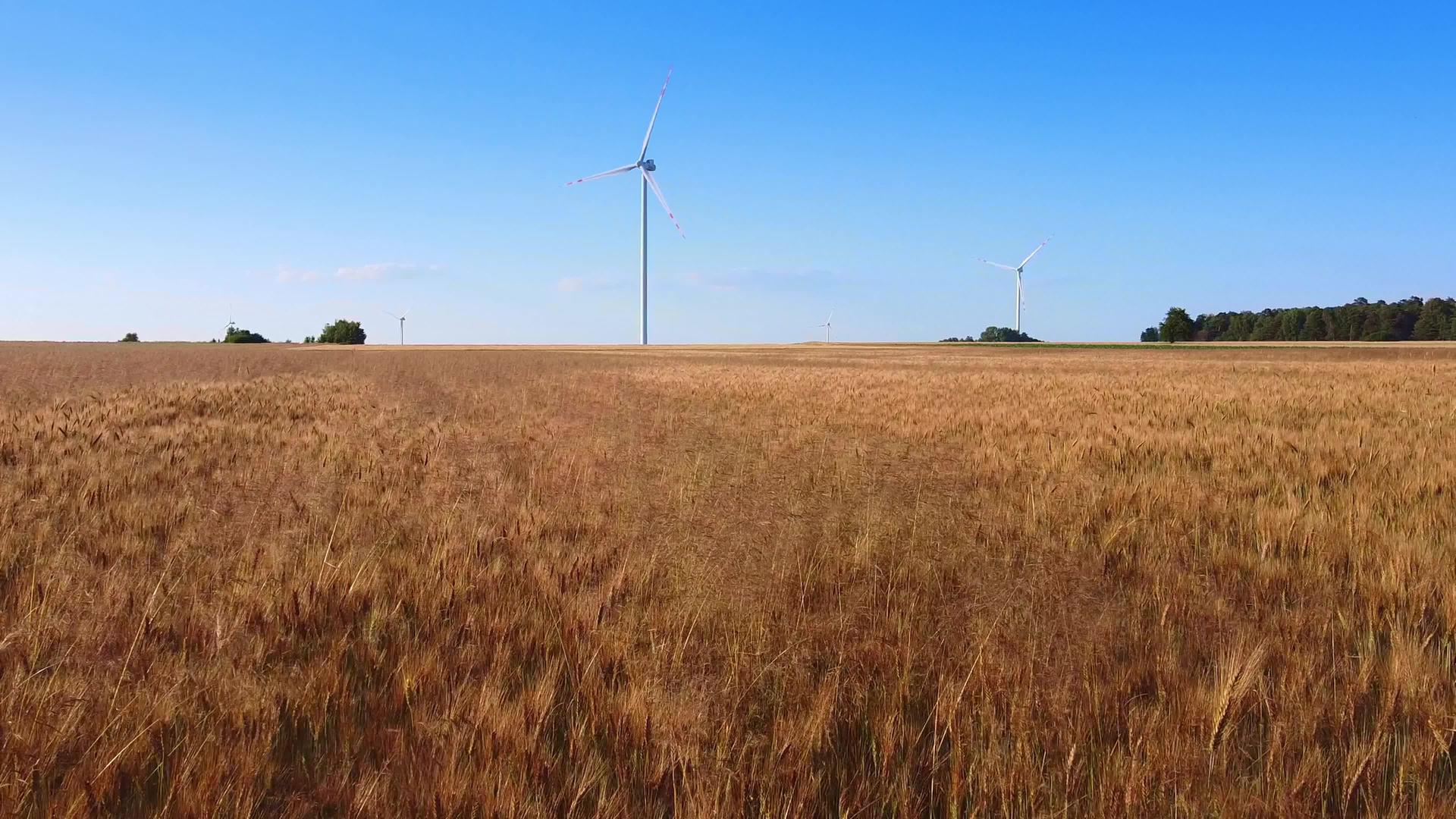 背景中的小麦田和风力涡轮机视频的预览图