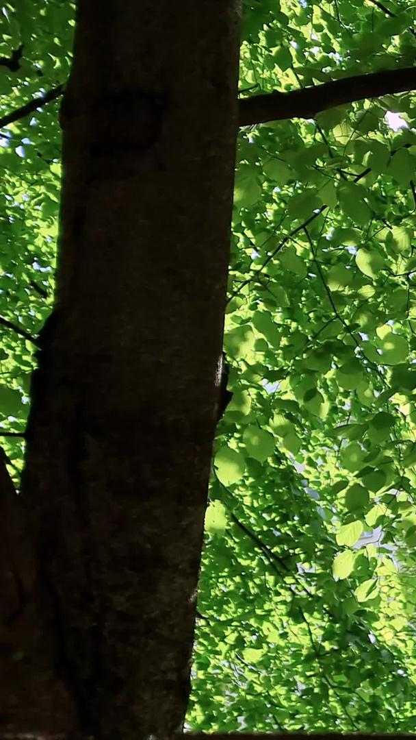 小屋栅栏的阳光透过树叶洒下来视频的预览图