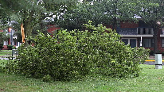 暴风暴摧毁了强大的飓风树木倒塌视频的预览图