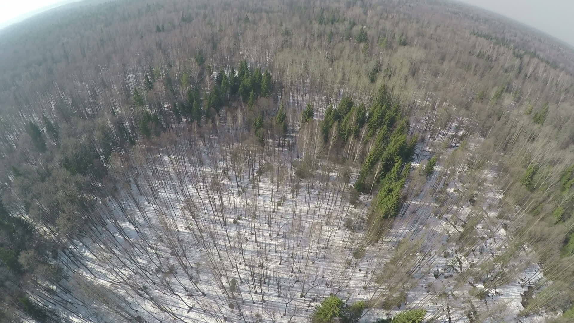 冬季风景带针叶树和管树混合森林飞行视频的预览图