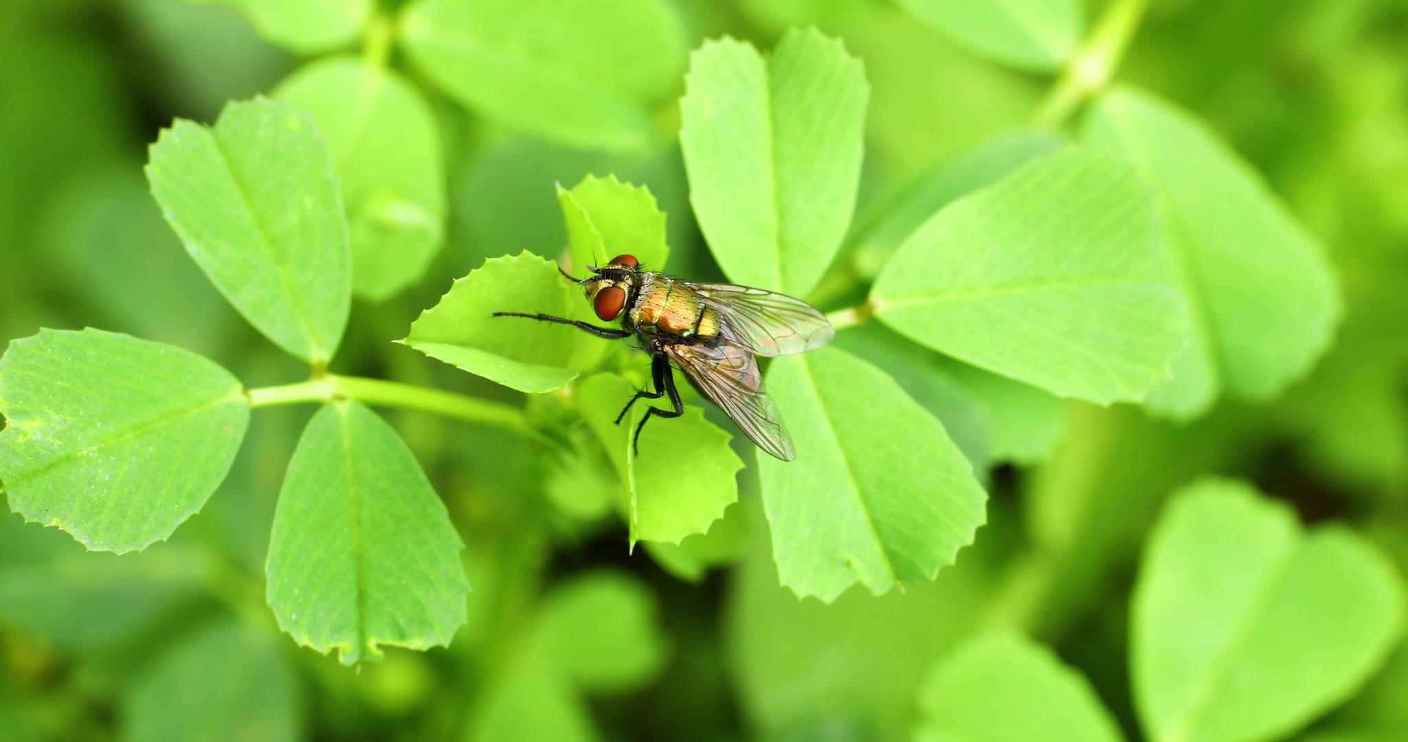 植物上苍蝇的宏观视频视频的预览图