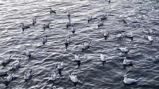 伏尔塔瓦河上海鸥的羊群视频的预览图