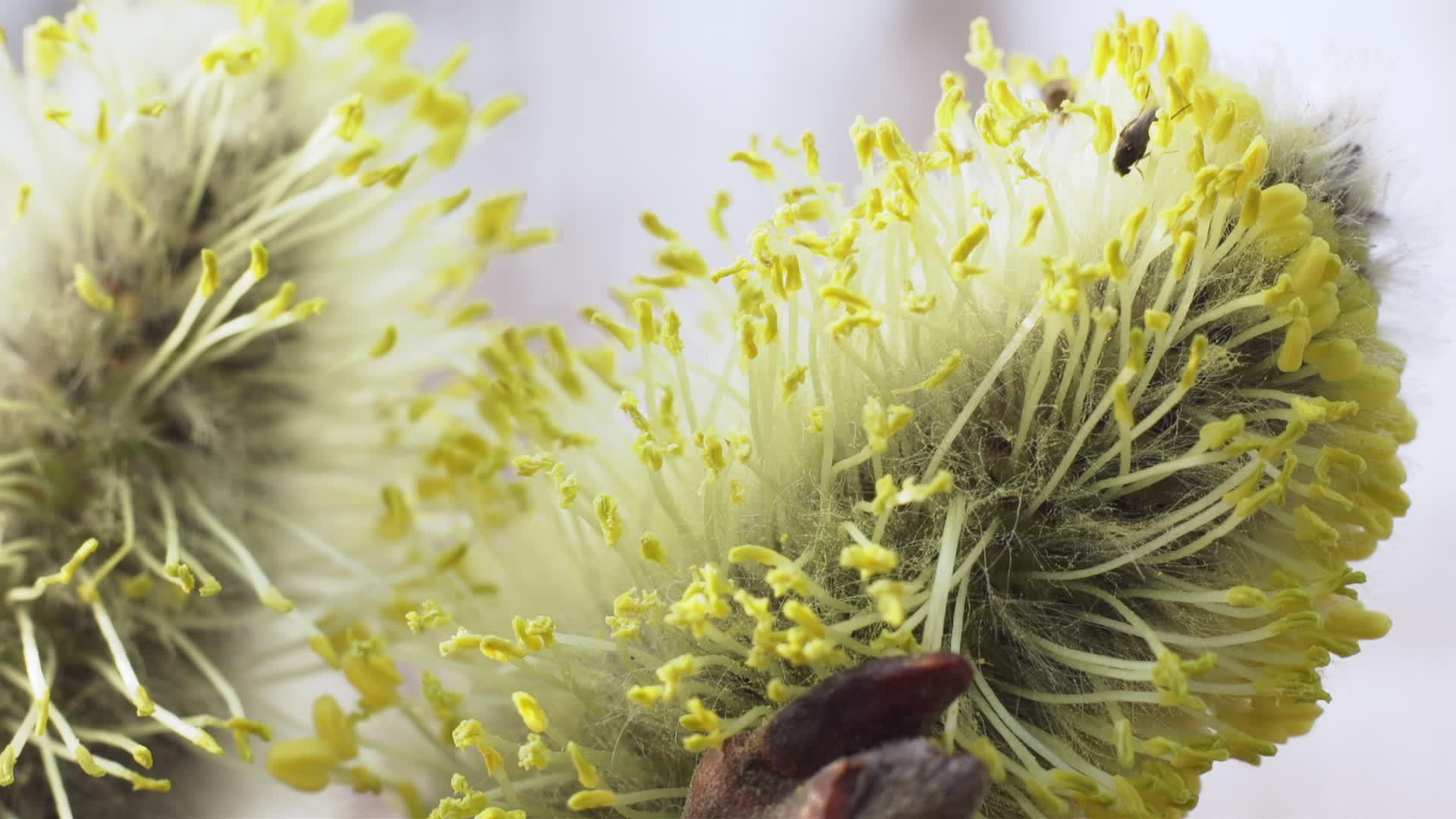 阴户柳花上的苍蝇视频的预览图