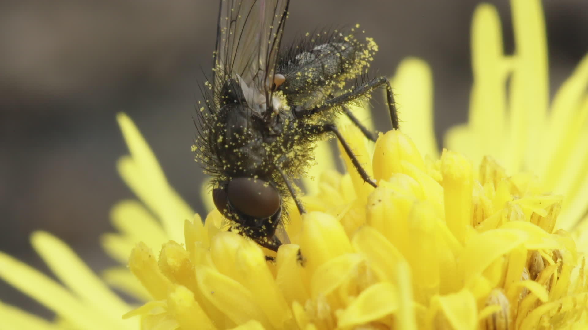 Muscidae在黄花上飞翔视频的预览图