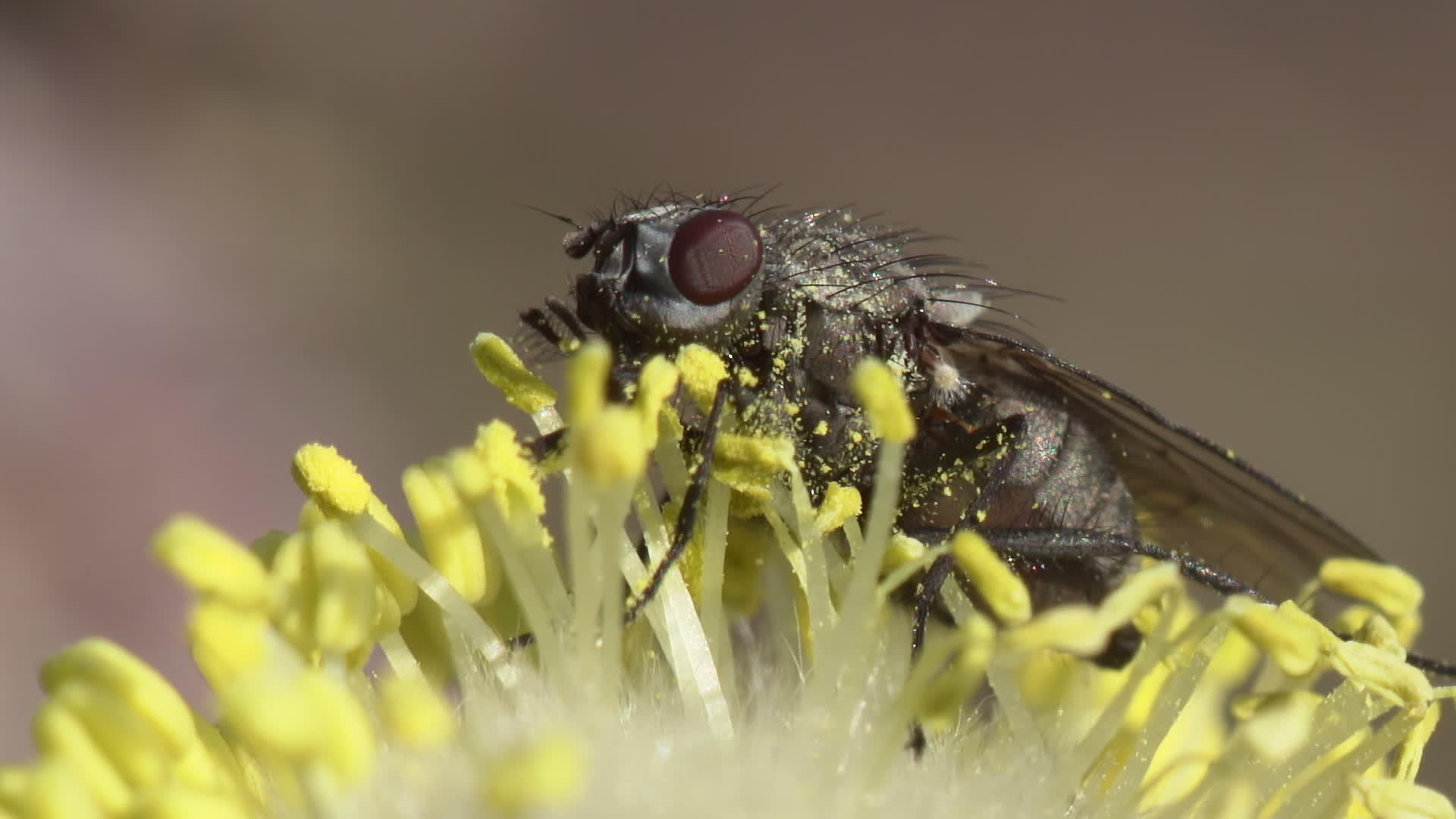 授粉柳花的苍蝇视频的预览图