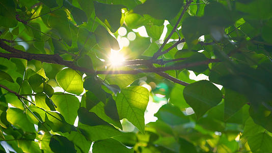 4k实拍夏日阳光透过绿色树叶空镜头视频的预览图