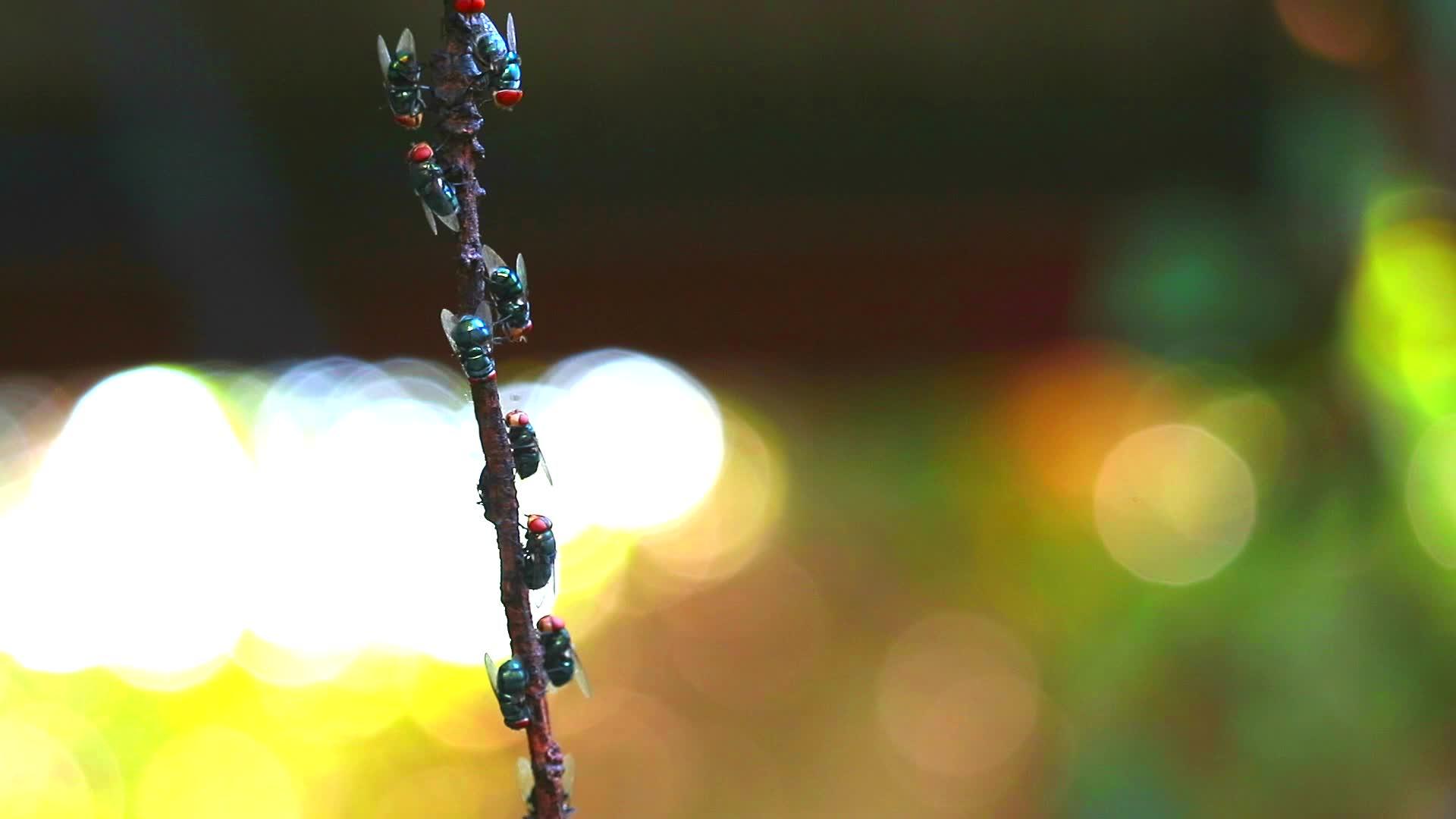 许多苍蝇坚持干枯的树枝和模糊的颜色背景视频的预览图