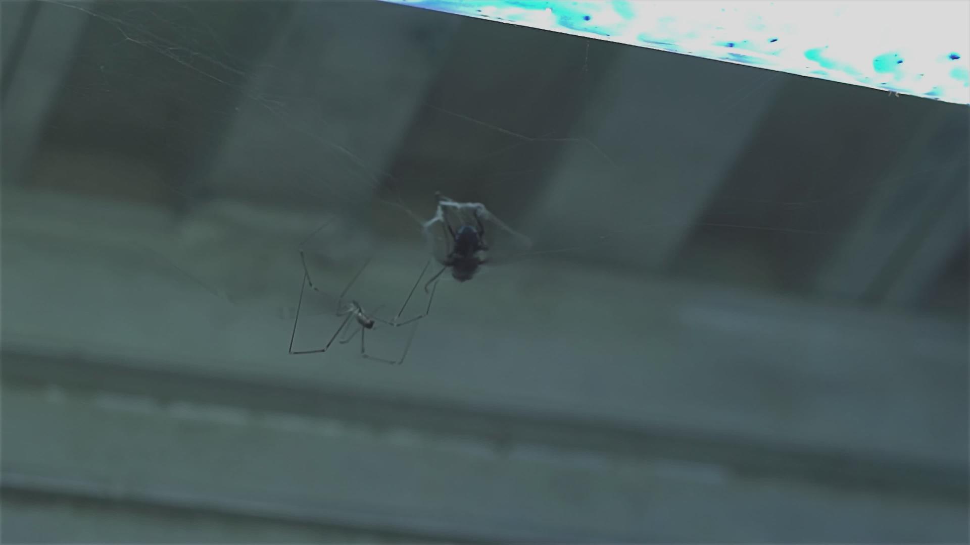 在蜘蛛网上捕捉蜘蛛视频的预览图