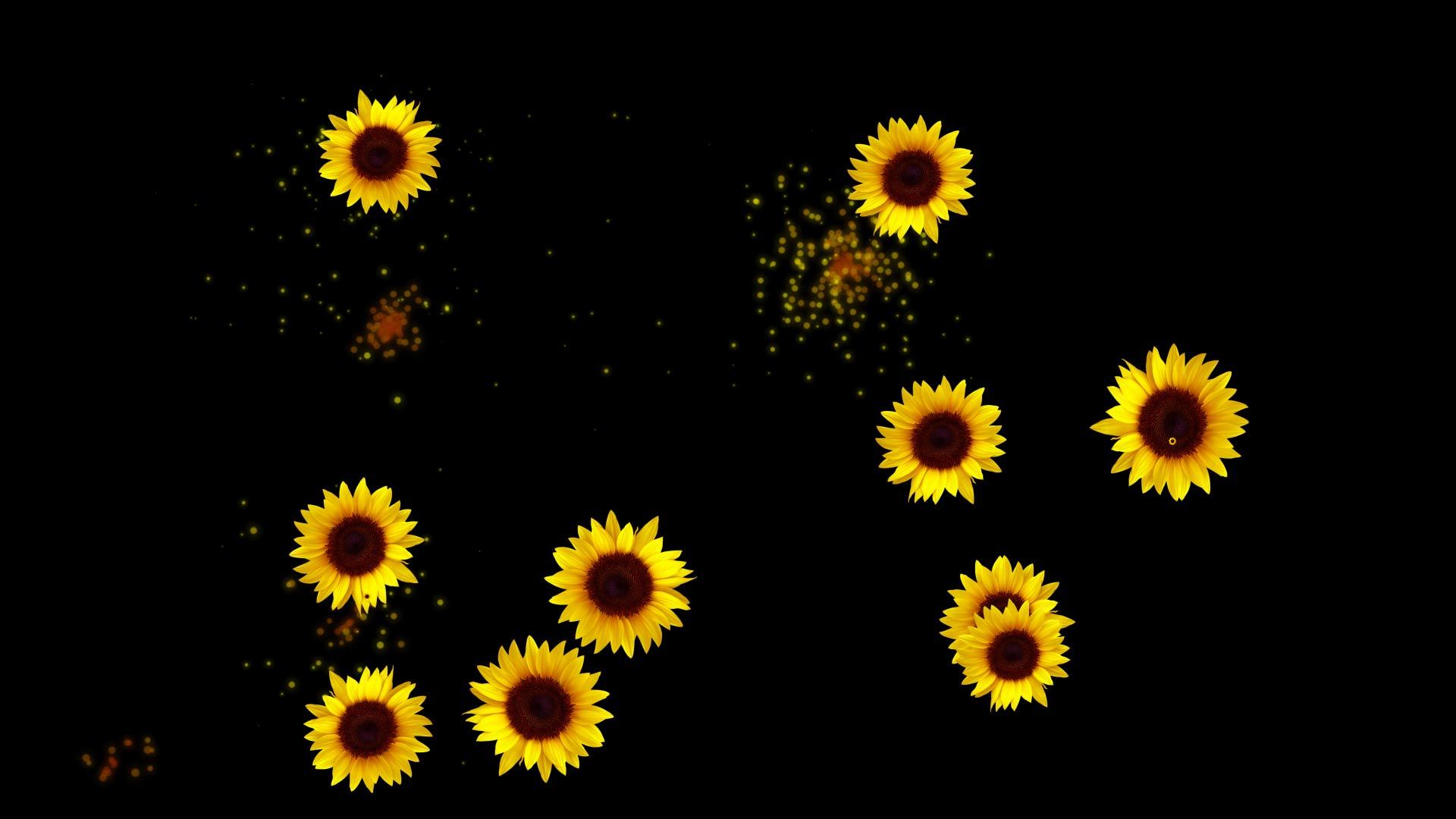 向日葵烟花（首尾相接可以无缝循环）视频的预览图