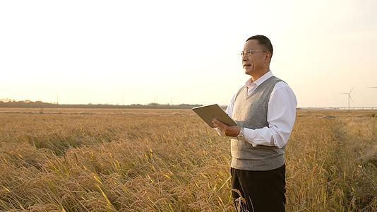 田野中查看水稻的农业专家视频的预览图