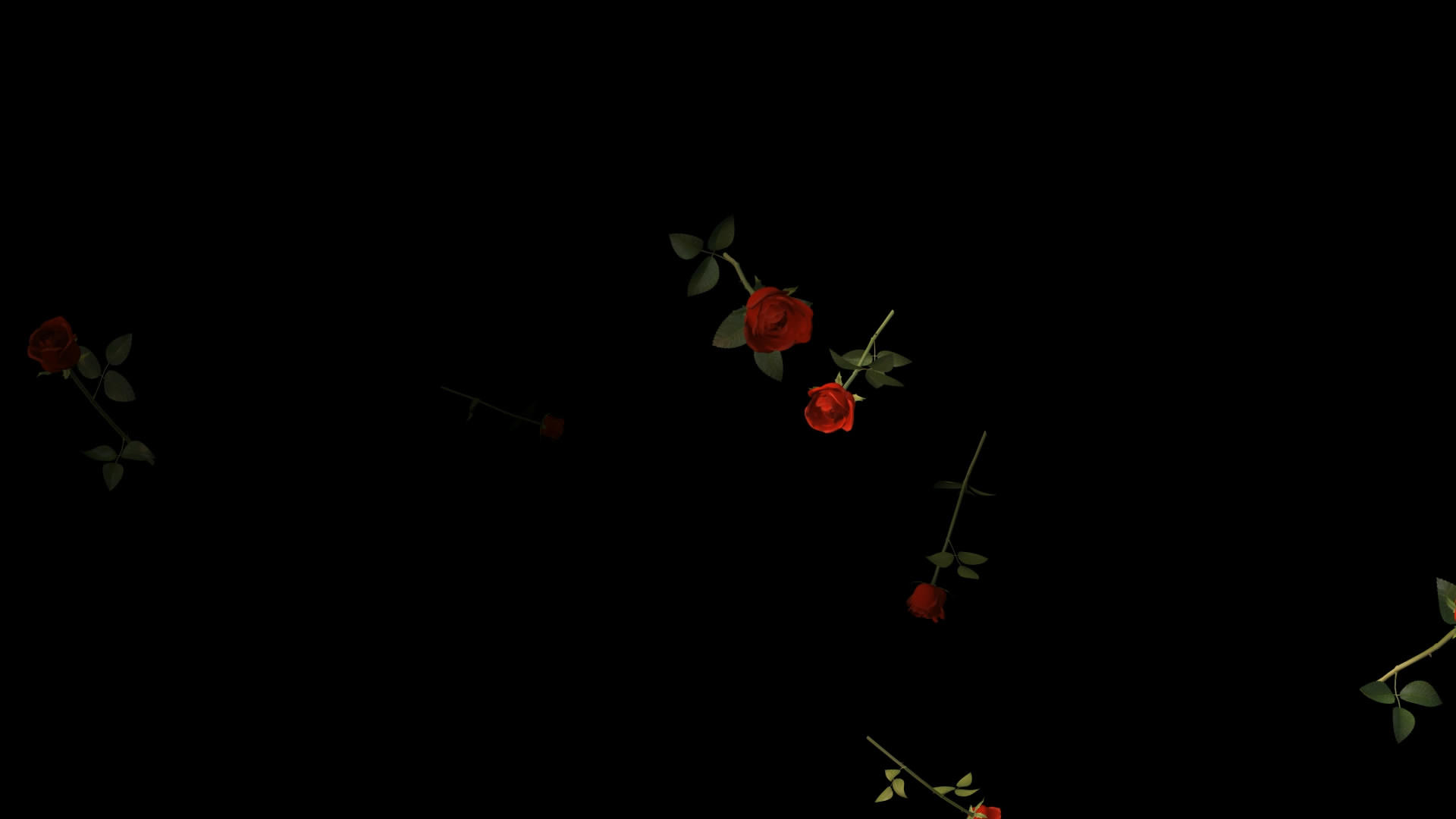 透明通道玫瑰花视频素材视频的预览图