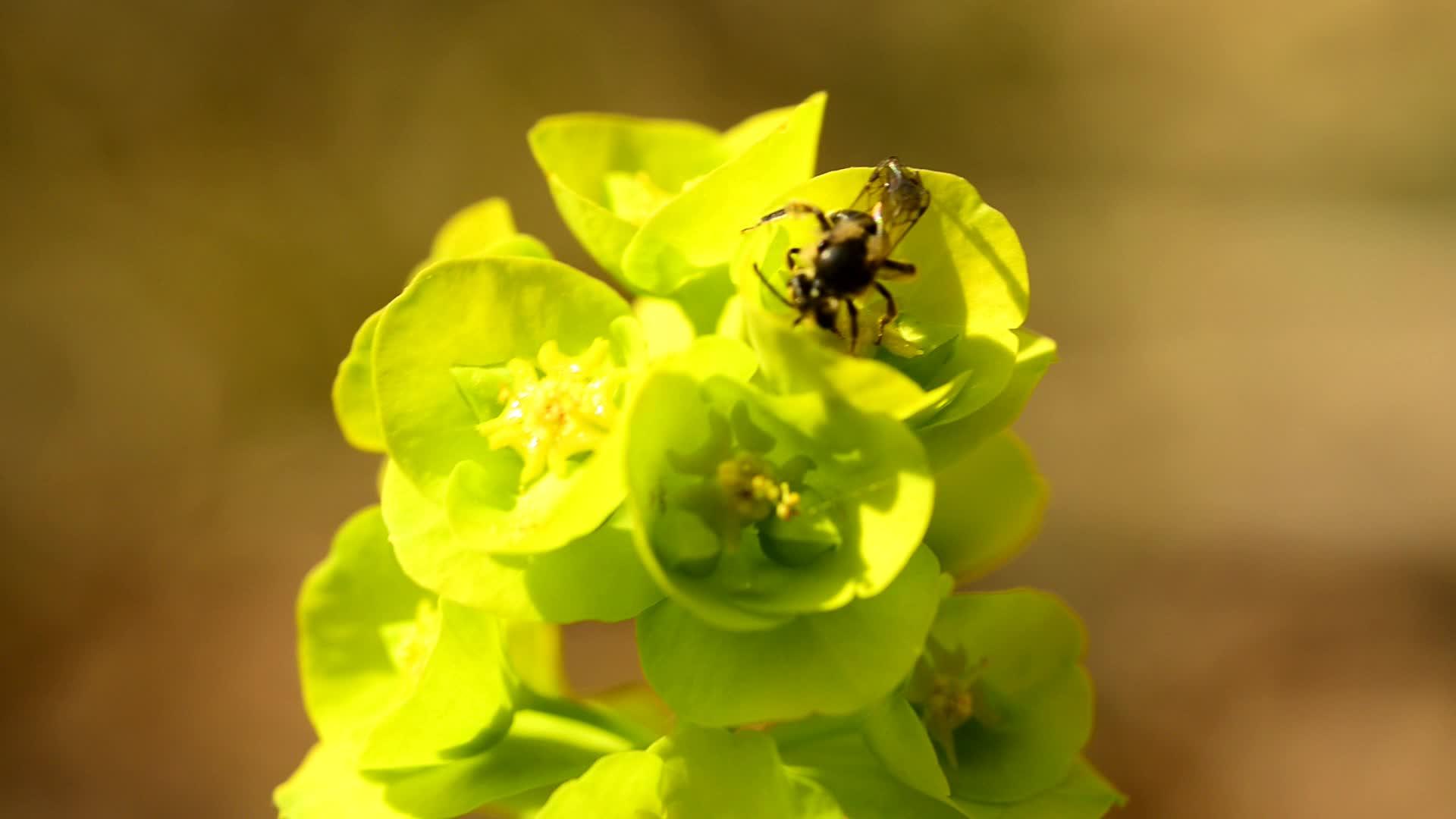 春月在德国的花朵上徘徊视频的预览图