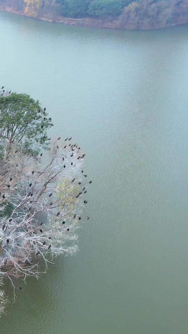 湖中岛自然景观飞鸟素材航拍停满候鸟视频的预览图