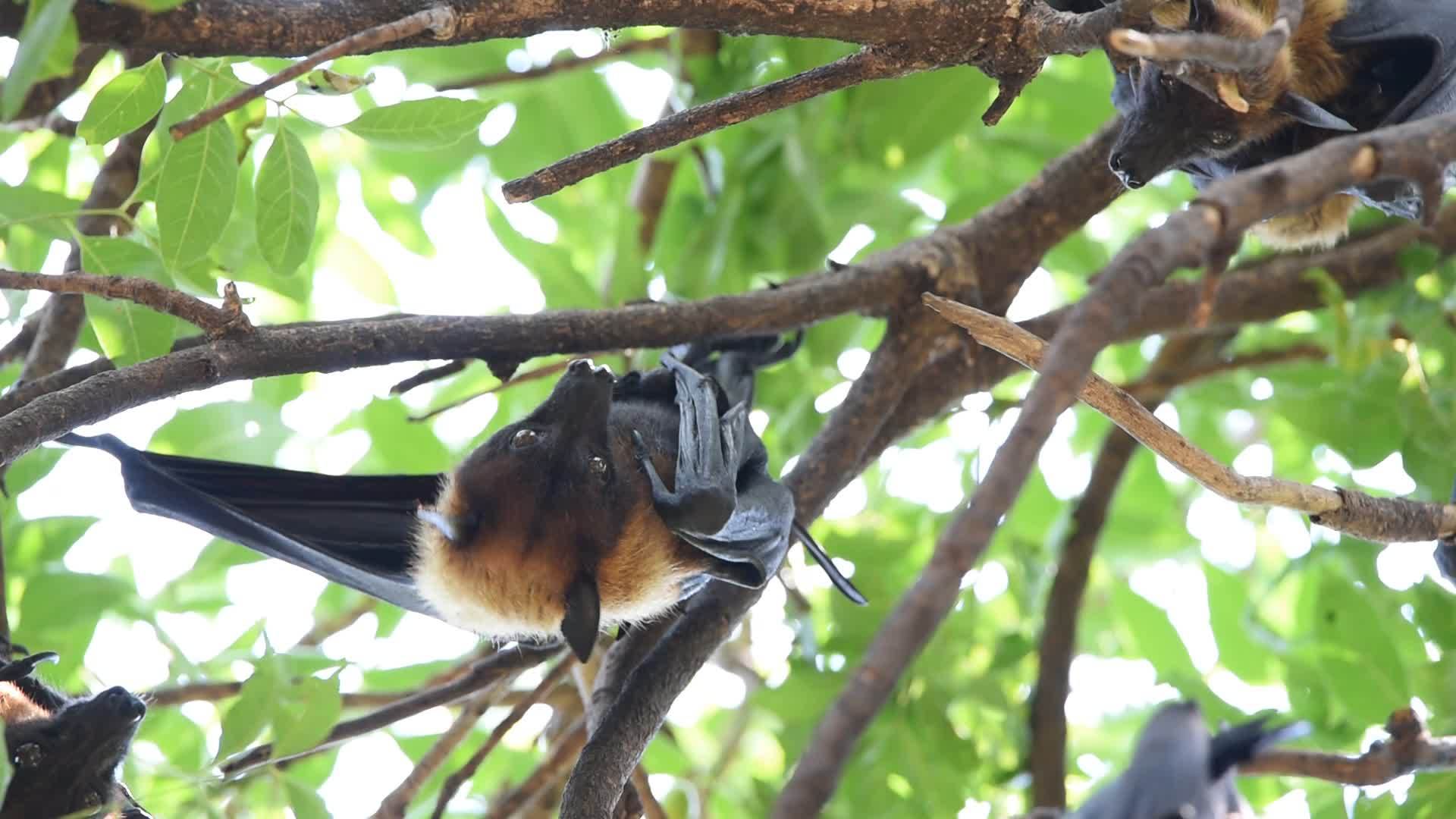 飞狐挂在自然野树上视频的预览图