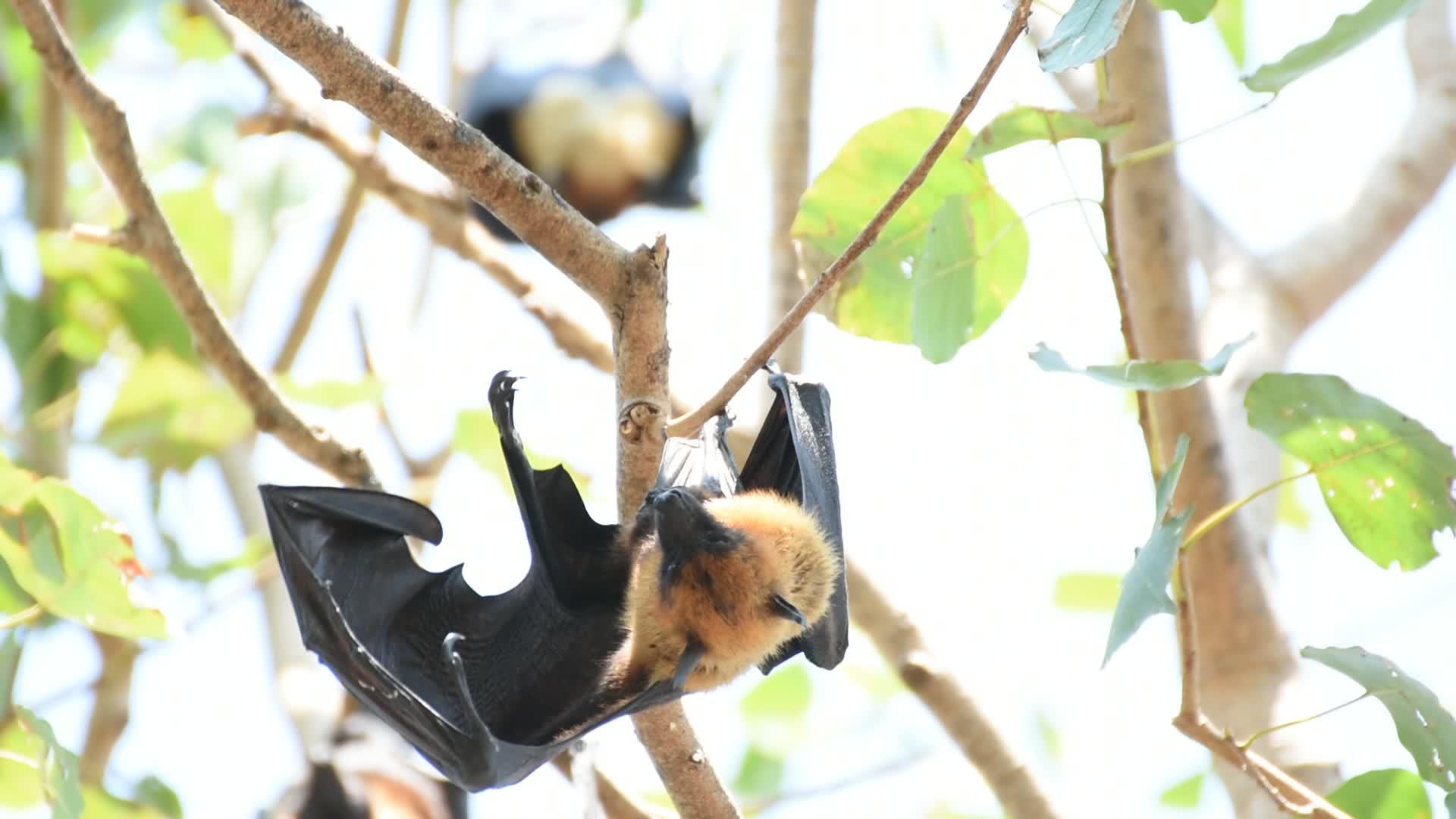 蝙蝠飞狐挂在树上视频的预览图