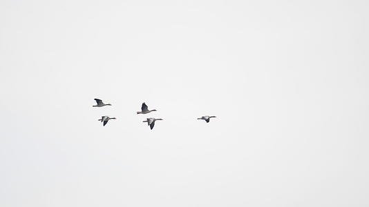 野鹅在蓝天中飞翔视频的预览图