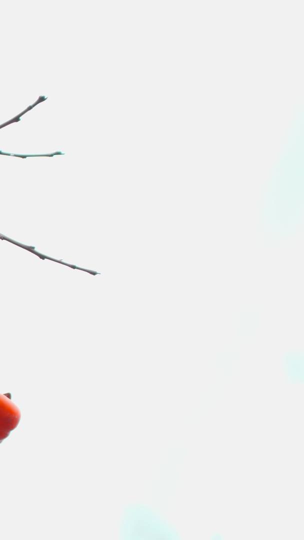 冬天拍橘色柿子硕果累累视频素材视频的预览图
