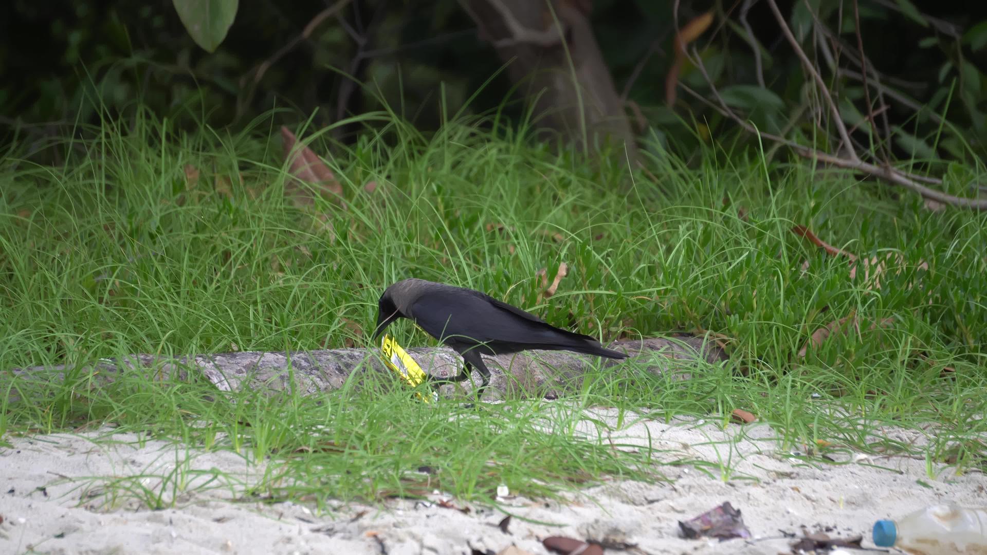 饥饿的乌鸦用食物塑料寻找食物视频的预览图