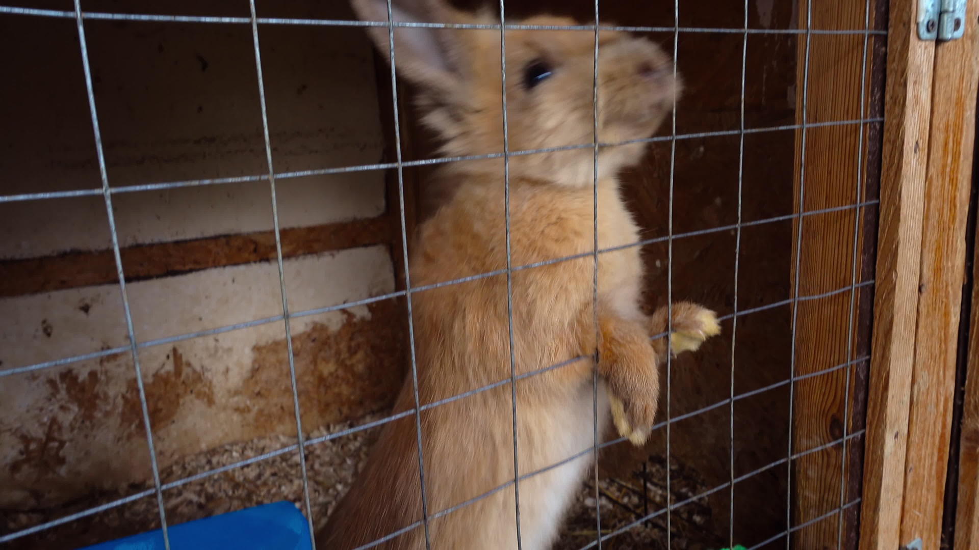 宠物兔子在笼子里视频的预览图