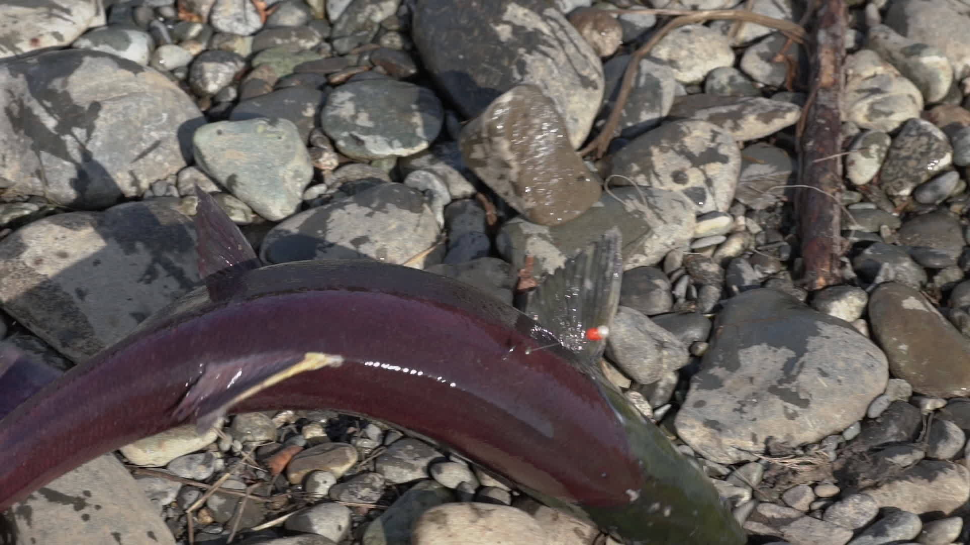 渔民不小心捕捉了野生红鲑鱼袜子三文鱼钩鱼钩视频的预览图