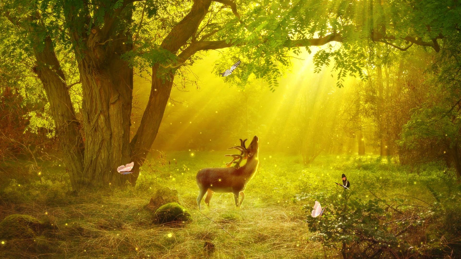 唯美黄昏的阳光照射在森林间动态视频背景元素视频的预览图